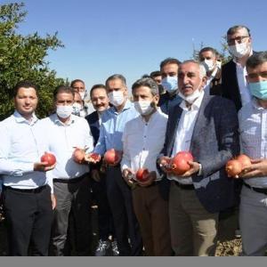 Samsat’ta nar hasadı başladı